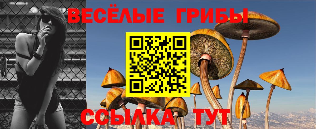 Галлюциногенные грибы Psilocybine cubensis Чита