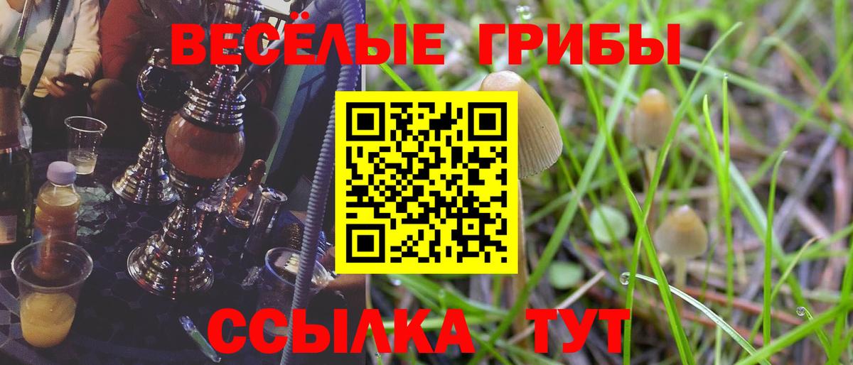 Чита  Псилоцибиновые грибы Psilocybine cubensis  Вход с VPN 